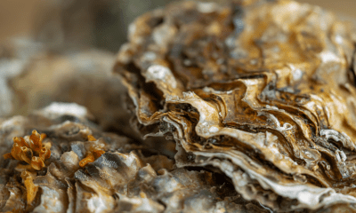 Grenzenloser Genuss 2026: Warum das Austernfestival in Ribe jetzt zum Pflichttermin für Sylt-Urlauber wird