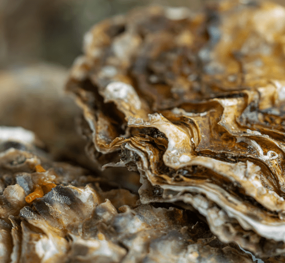 Grenzenloser Genuss 2026: Warum das Austernfestival in Ribe jetzt zum Pflichttermin für Sylt-Urlauber wird