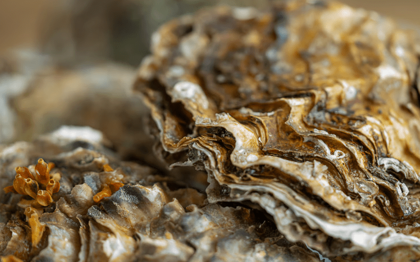 Grenzenloser Genuss 2026: Warum das Austernfestival in Ribe jetzt zum Pflichttermin für Sylt-Urlauber wird