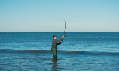 Sylt News 2026: Schuppige Insulaner – Was sich unter der Brandung wirklich tummelt