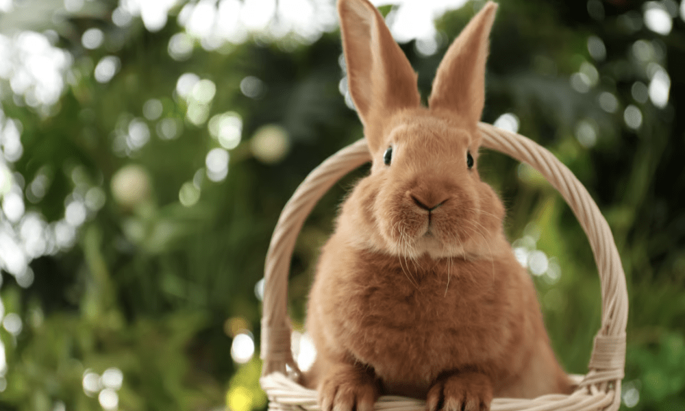 Puask Plesiir in der Neuen Mitte: Westerland feiert das XXL-Osternest