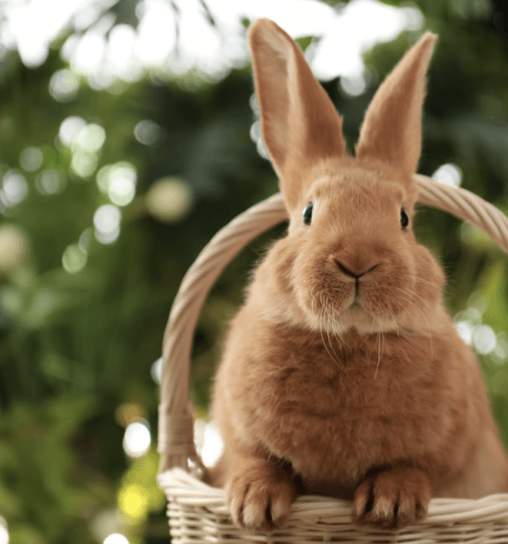 Puask Plesiir in der Neuen Mitte: Westerland feiert das XXL-Osternest
