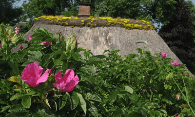 Clickbait-Alarm und echte Gefahren: Die Wahrheit über die „Sylter Rose“