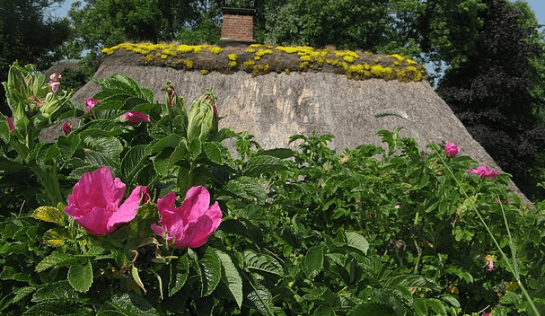 Clickbait-Alarm und echte Gefahren: Die Wahrheit über die „Sylter Rose“
