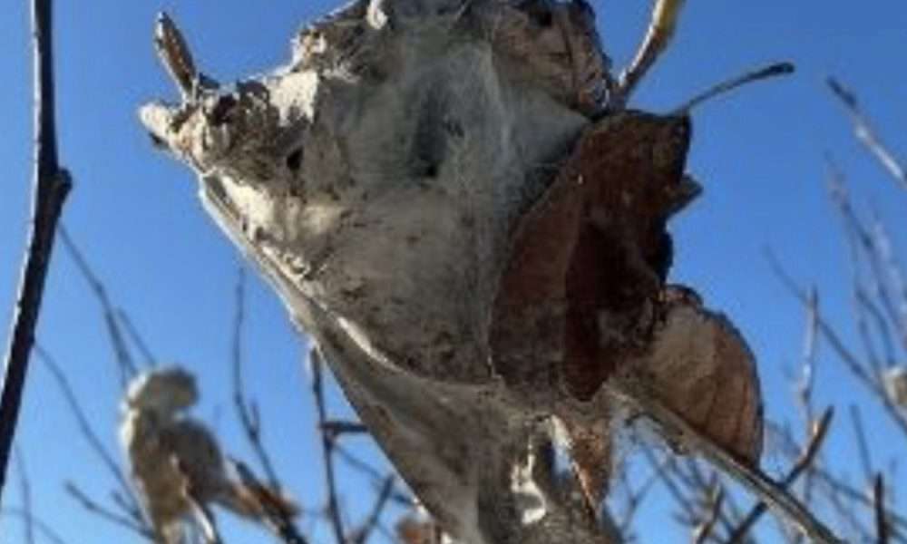 Ein Herz für die Natur (aber nicht für fiese Raupen): Zeit für den winterlichen Gartenschnitt auf Sylt