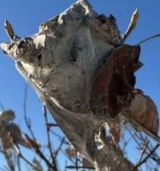 Ein Herz für die Natur (aber nicht für fiese Raupen): Zeit für den winterlichen Gartenschnitt auf Sylt