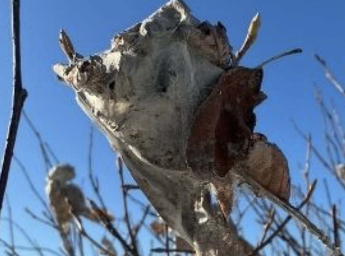 Ein Herz für die Natur (aber nicht für fiese Raupen): Zeit für den winterlichen Gartenschnitt auf Sylt 10 Ein Herz für die Natur (aber nicht für fiese Raupen): Zeit für den winterlichen Gartenschnitt auf Sylt