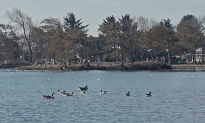 Aktuelle Wochenshow: Eindrücke vom Wenningstedter Dorfteich