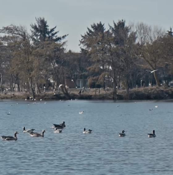 Aktuelle Wochenshow: Eindrücke vom Wenningstedter Dorfteich
