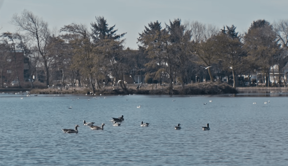Aktuelle Wochenshow: Eindrücke vom Wenningstedter Dorfteich