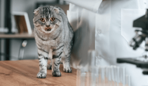 Neue Tierarztpraxis auf Sylt: Rose Frauz eröffnet in Tinnum