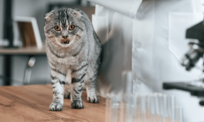 Neue Tierarztpraxis auf Sylt: Rose Frauz eröffnet in Tinnum