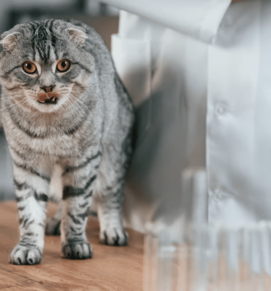 Neue Tierarztpraxis auf Sylt: Rose Frauz eröffnet in Tinnum