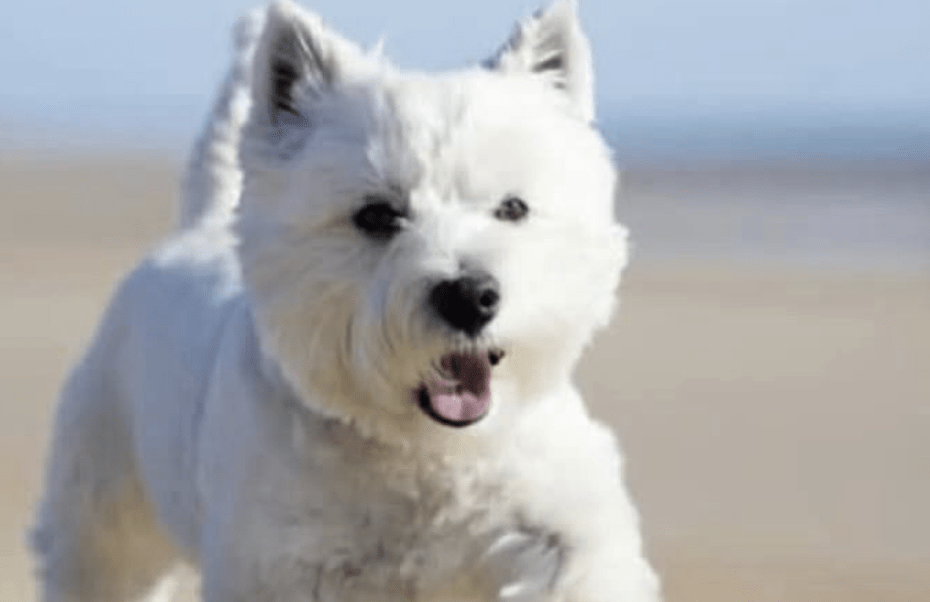 Wo bist du? Weißer Westie auf Sylt vermisst 9 West Highland White Terrier Sylt