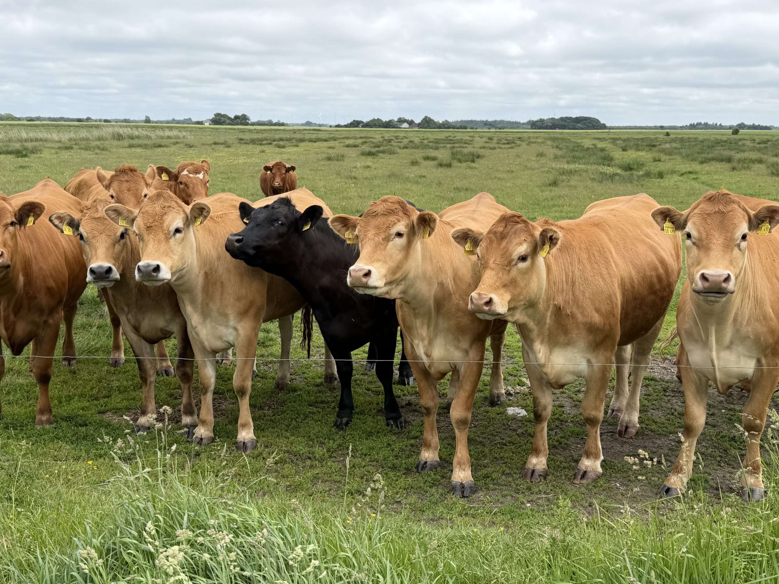 Sylt arbeitet an Tourismusstrategie: 759 Menschen bringen sich ein 8 Sylt arbeitet an Tourismusstrategie: 759 Menschen bringen sich ein