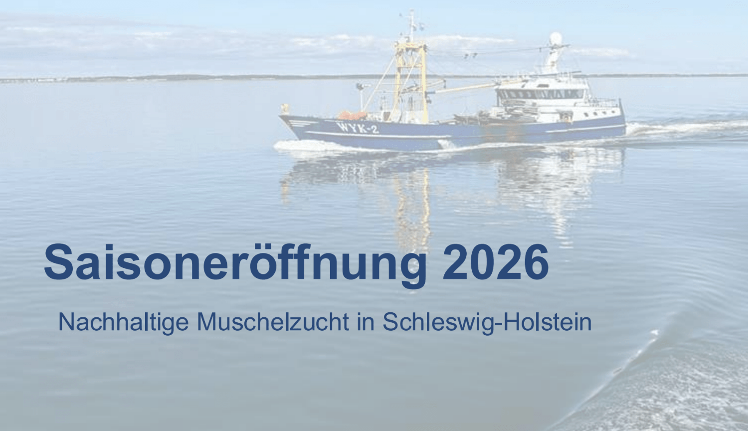 Muschelsaison 2026 gestartet: Zwischen Premium-Qualität, Wehmut und neuen Hürden 2 Muschelsaison 2026 gestartet: Zwischen Premium-Qualität, Wehmut und neuen Hürden