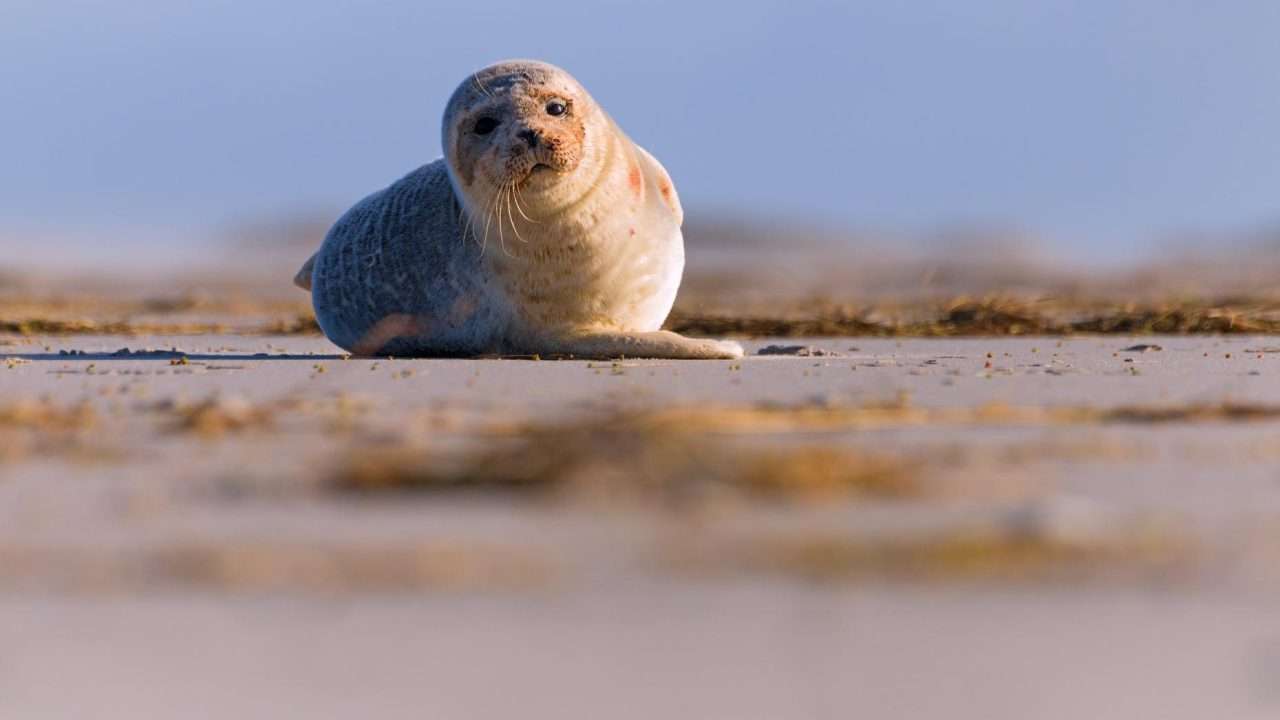 360 ° Wattenmeer, Rantum