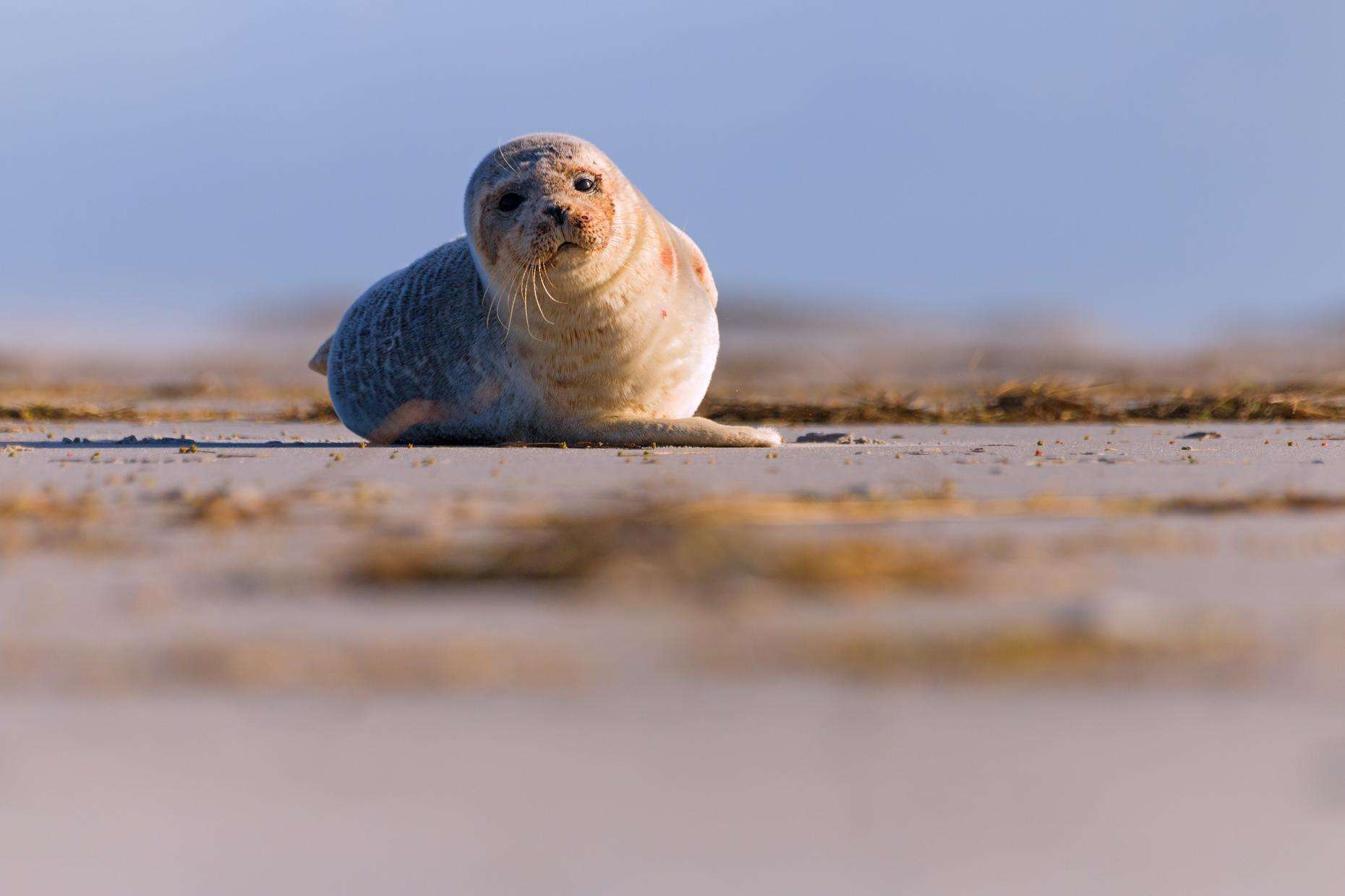 360 ° Wattenmeer, Rantum