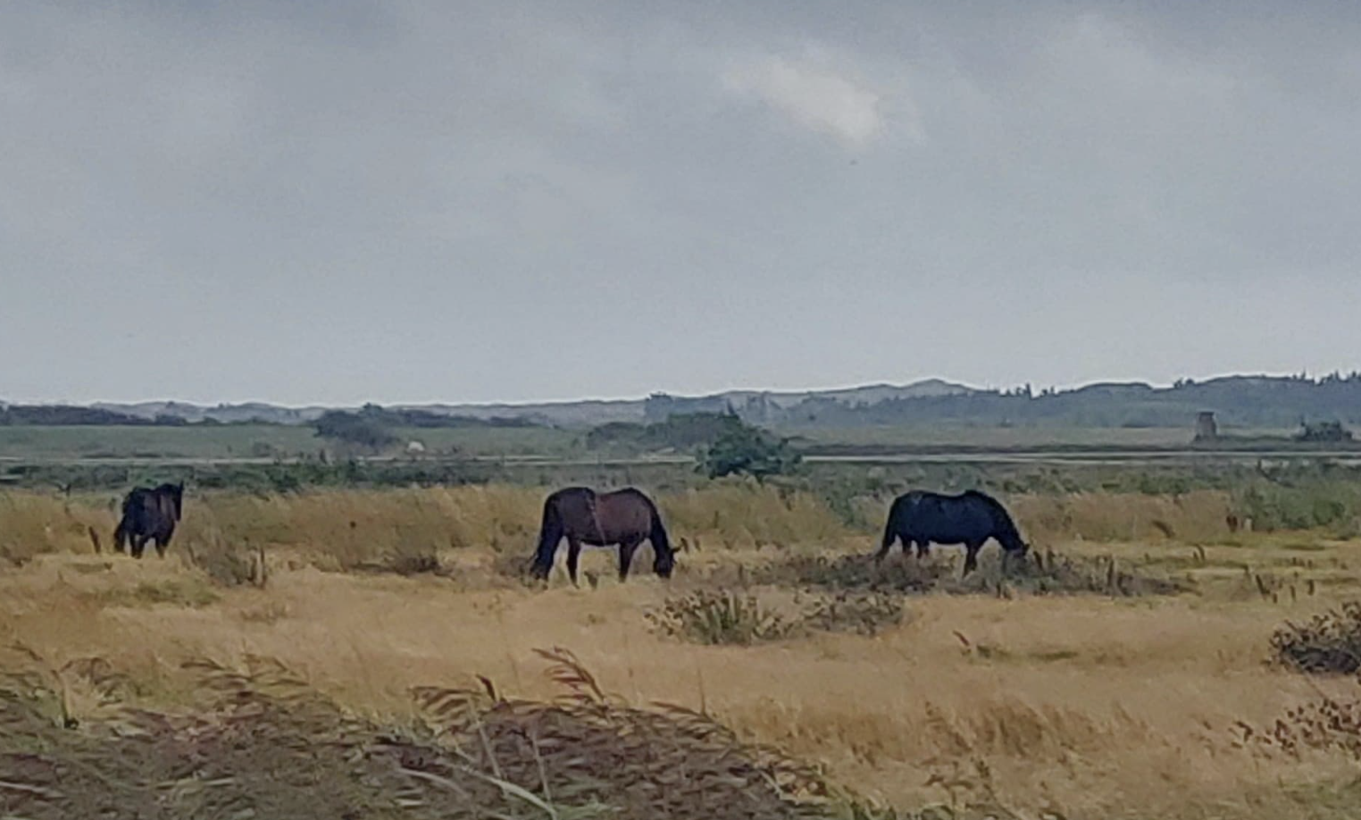 Warum der Herbst auf Sylt in diesem Jahr einen fast schon zärtlichen Rhythmus hat 4 Warum der Herbst auf Sylt in diesem Jahr einen fast schon zärtlichen Rhythmus hat