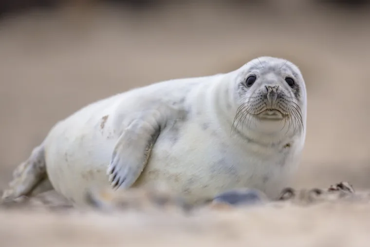 Letzte Ausfahrt Wattenmeer: Austern, Krabben und Kegelrobben verabschieden sich in die Winterpause