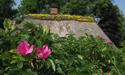 Hitler Rose Sylt