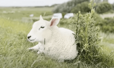 Sylt News Wochenrückblick