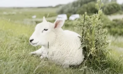 Sylt News Wochenrückblick