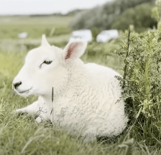Sylt News Wochenrückblick