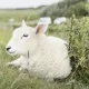 Sylt News Wochenrückblick