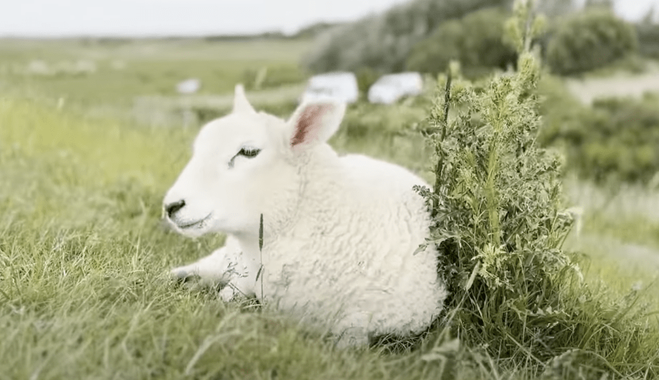 Sylt News Wochenrückblick