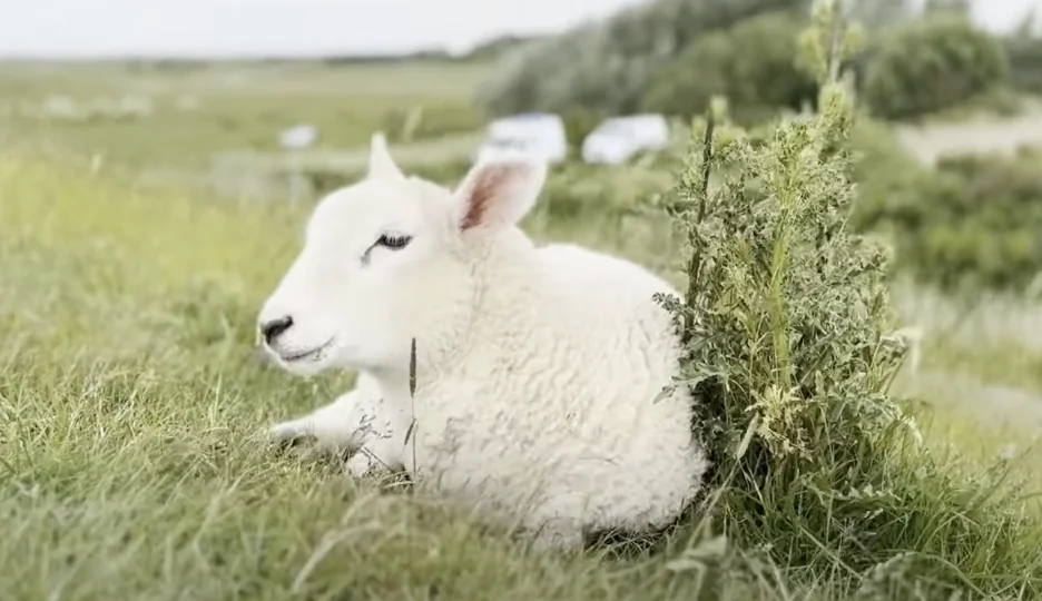 Sylt News Wochenrückblick
