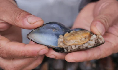 Sylter Miesmuscheln: Inseltradition trifft Meeresgenuss - mit Video von der Adler VI Wer in den 70er oder 80er Jahren auf Sylt lebte, erinnert sich: Damals zogen viele Sylter mit Eimern in den Königshafen von List, um Miesmuscheln fürs Familienessen zu sammeln. Zuhause wurden die harten Schalen in der Badewanne gewaschen – ein echtes Ritual, das den Geschmack der Nordsee direkt ins Haus brachte.