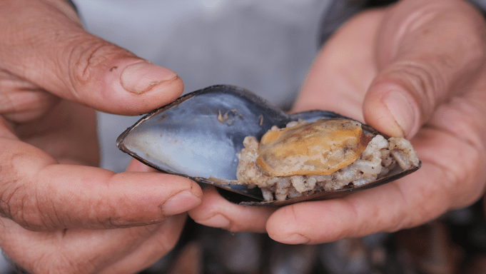Sylter Miesmuscheln: Inseltradition trifft Meeresgenuss - mit Video von der Adler VI 47 Sylter Miesmuscheln: Inseltradition trifft Meeresgenuss - mit Video von der Adler VI Wer in den 70er oder 80er Jahren auf Sylt lebte, erinnert sich: Damals zogen viele Sylter mit Eimern in den Königshafen von List, um Miesmuscheln fürs Familienessen zu sammeln. Zuhause wurden die harten Schalen in der Badewanne gewaschen – ein echtes Ritual, das den Geschmack der Nordsee direkt ins Haus brachte.