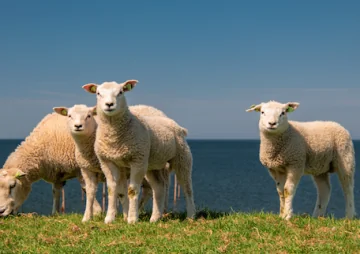 Goldschakal auf Sylt - Ist der Spuk vorbei?