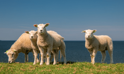 Goldschakal auf Sylt - Ist der Spuk vorbei?