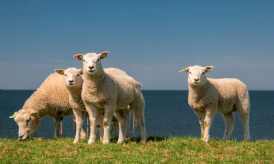 Goldschakal auf Sylt - Ist der Spuk vorbei?
