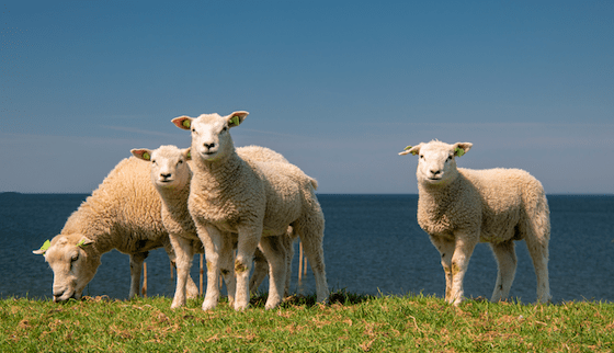 Goldschakal auf Sylt - Ist der Spuk vorbei?