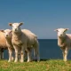 Goldschakal auf Sylt - Ist der Spuk vorbei?
