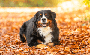 Berner Sennenhund am Strand von Rantum erschossen: Was war passiert?