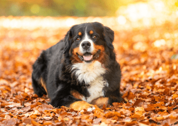 Berner Sennenhund am Strand von Rantum erschossen: Was war passiert?
