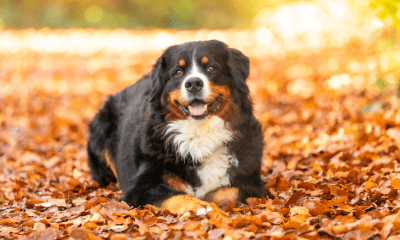 Berner Sennenhund am Strand von Rantum erschossen: Was war passiert?