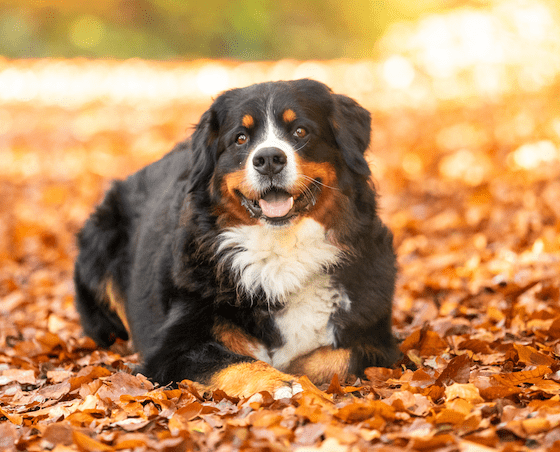 Berner Sennenhund am Strand von Rantum erschossen: Was war passiert?