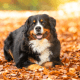 Berner Sennenhund am Strand von Rantum erschossen: Was war passiert?