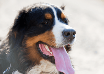 Sylter Hundestrand: Zwischen Trauer, Vorurteilen und Unsicherheit