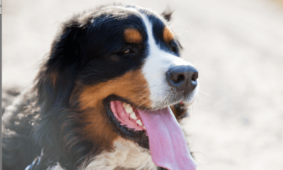 Sylter Hundestrand: Zwischen Trauer, Vorurteilen und Unsicherheit