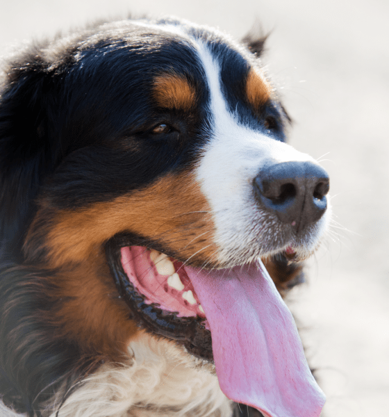 Sylter Hundestrand: Zwischen Trauer, Vorurteilen und Unsicherheit
