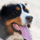 Sylter Hundestrand: Zwischen Trauer, Vorurteilen und Unsicherheit