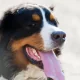 Sylter Hundestrand: Zwischen Trauer, Vorurteilen und Unsicherheit