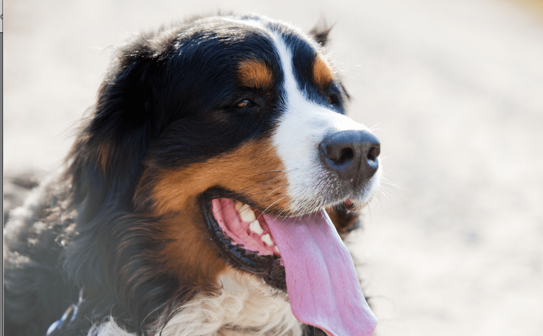 Sylter Hundestrand: Zwischen Trauer, Vorurteilen und Unsicherheit 47 Sylter Hundestrand: Zwischen Trauer, Vorurteilen und Unsicherheit