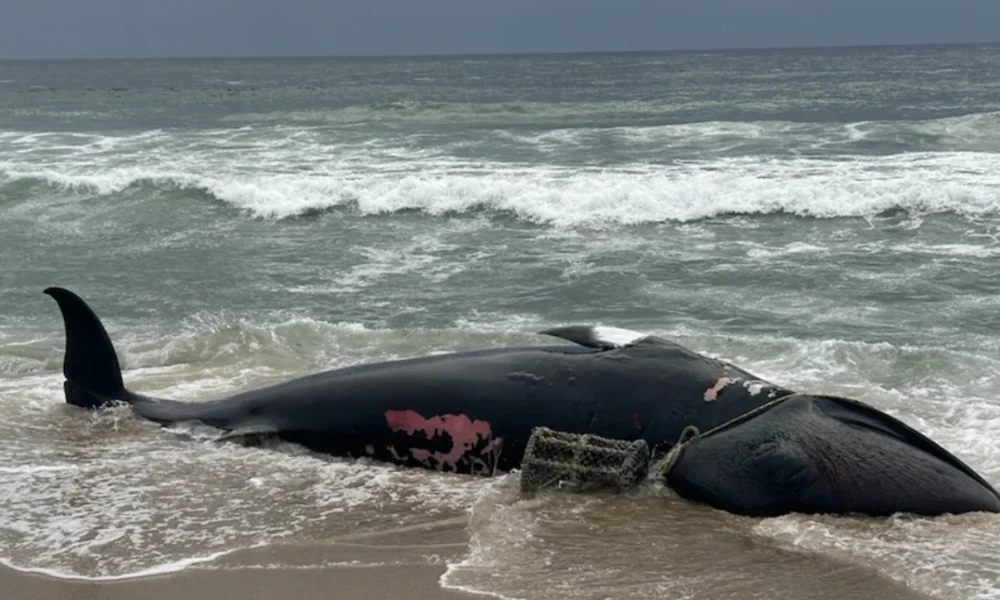 Großwal-Fallen existieren direkt vor Sylt!